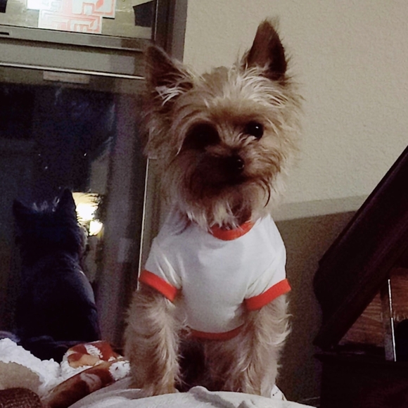 Wag N Woof Thanksgiving T for dog, size XS - Picture 5 of 5